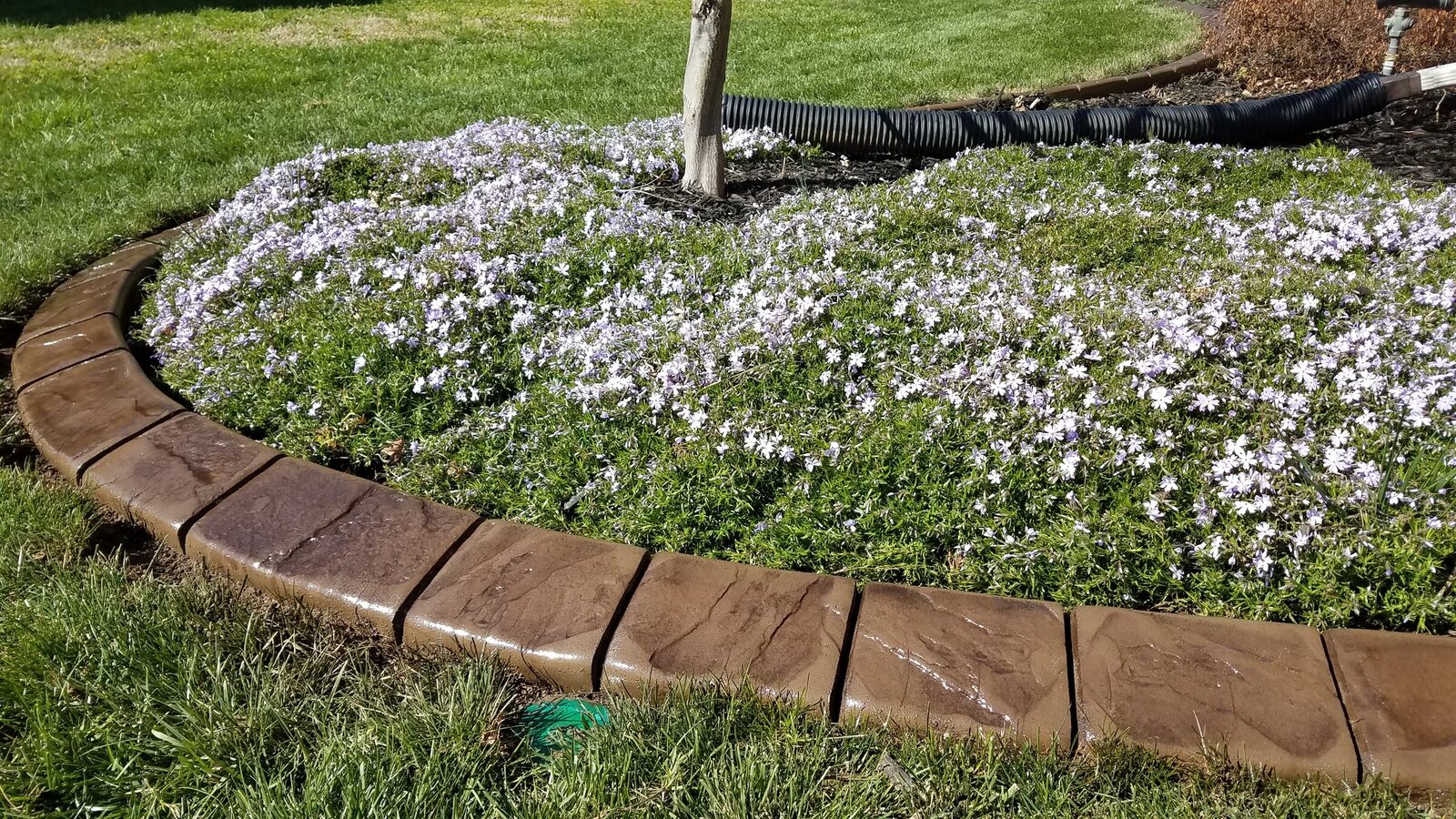 Tree ring with creeping phlox, Cobblestone pattern
