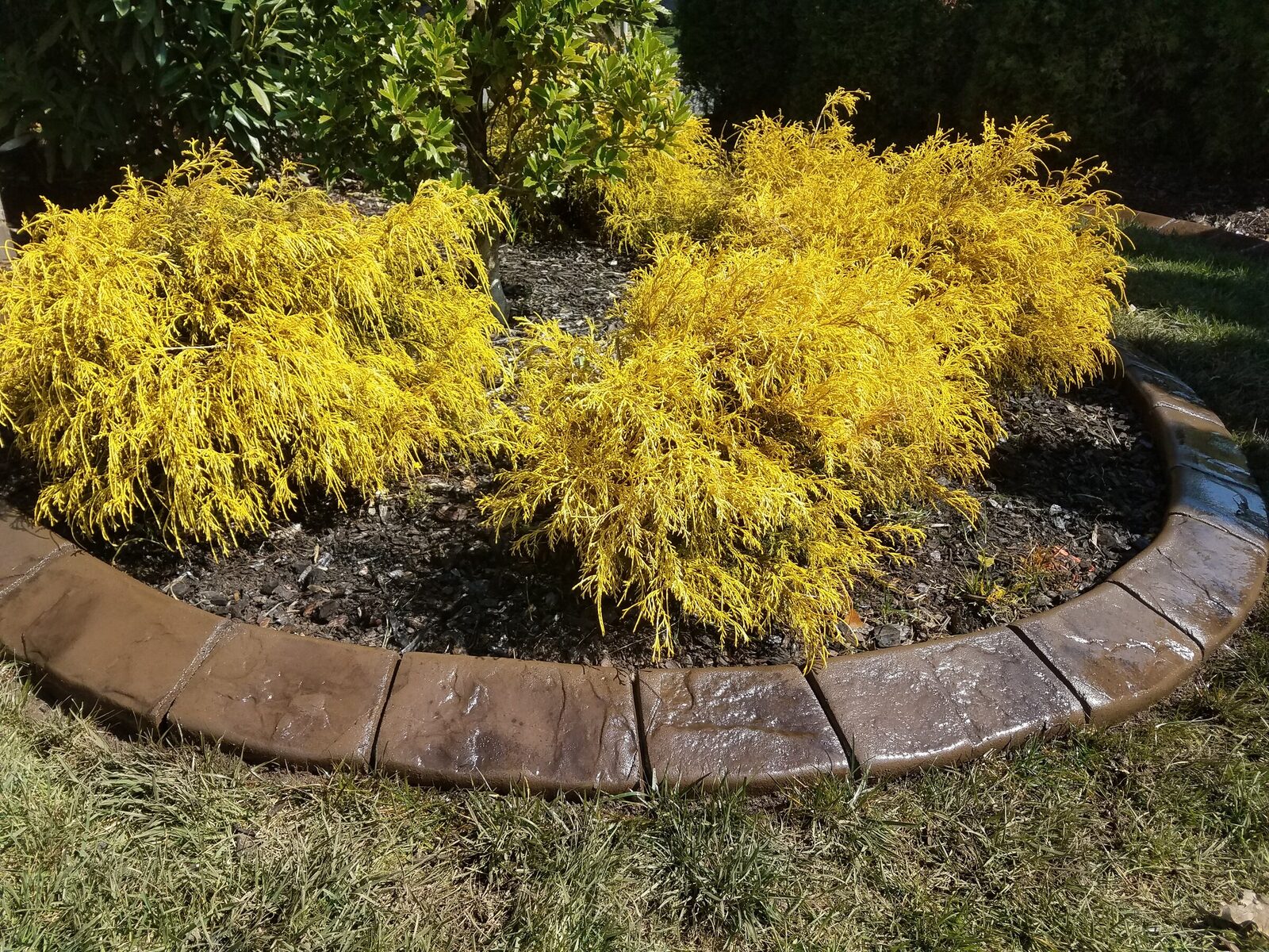 Golden shrub island, Cobblestone pattern