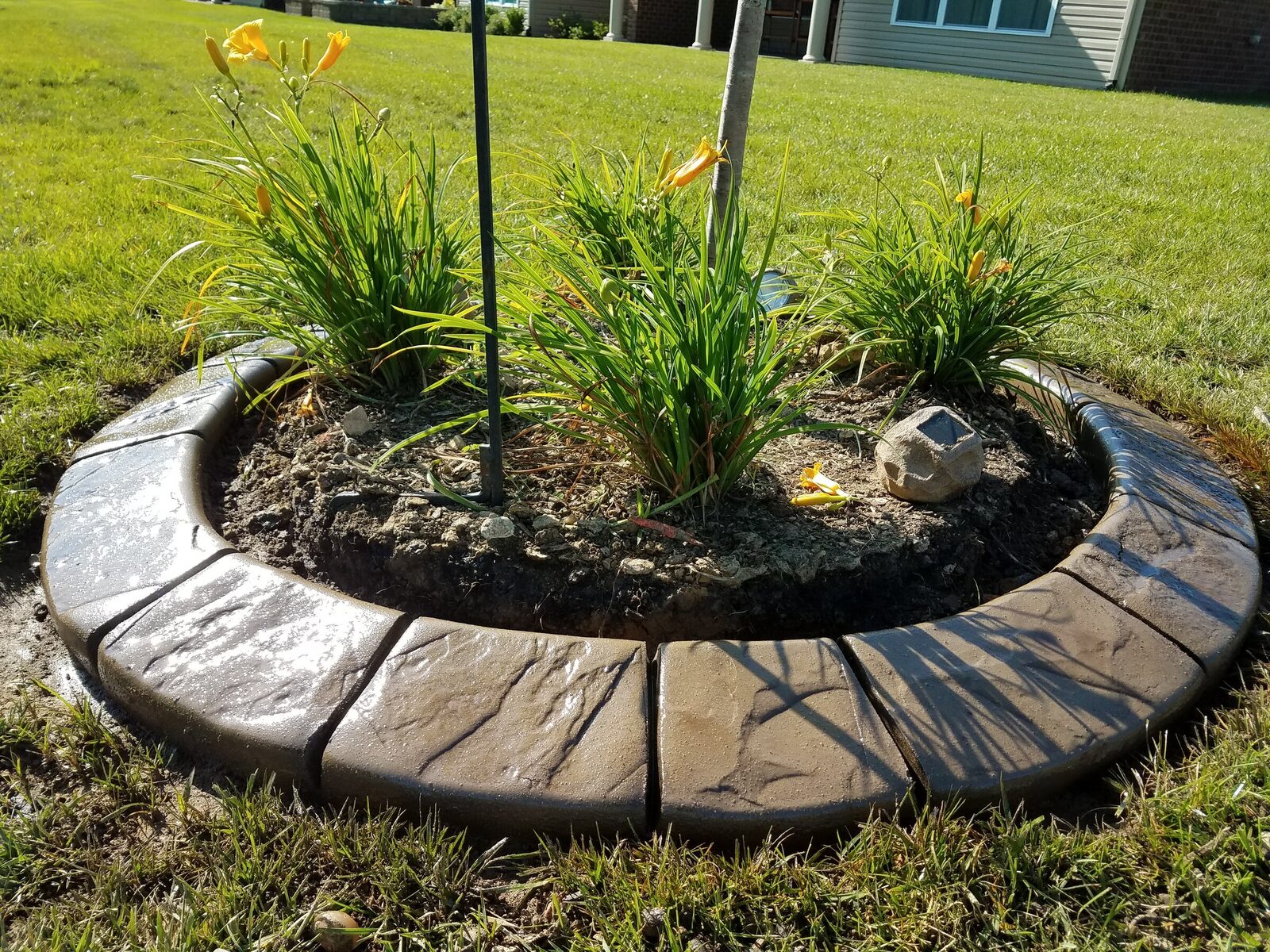 Daylily tree ring, Cobblestone pattern