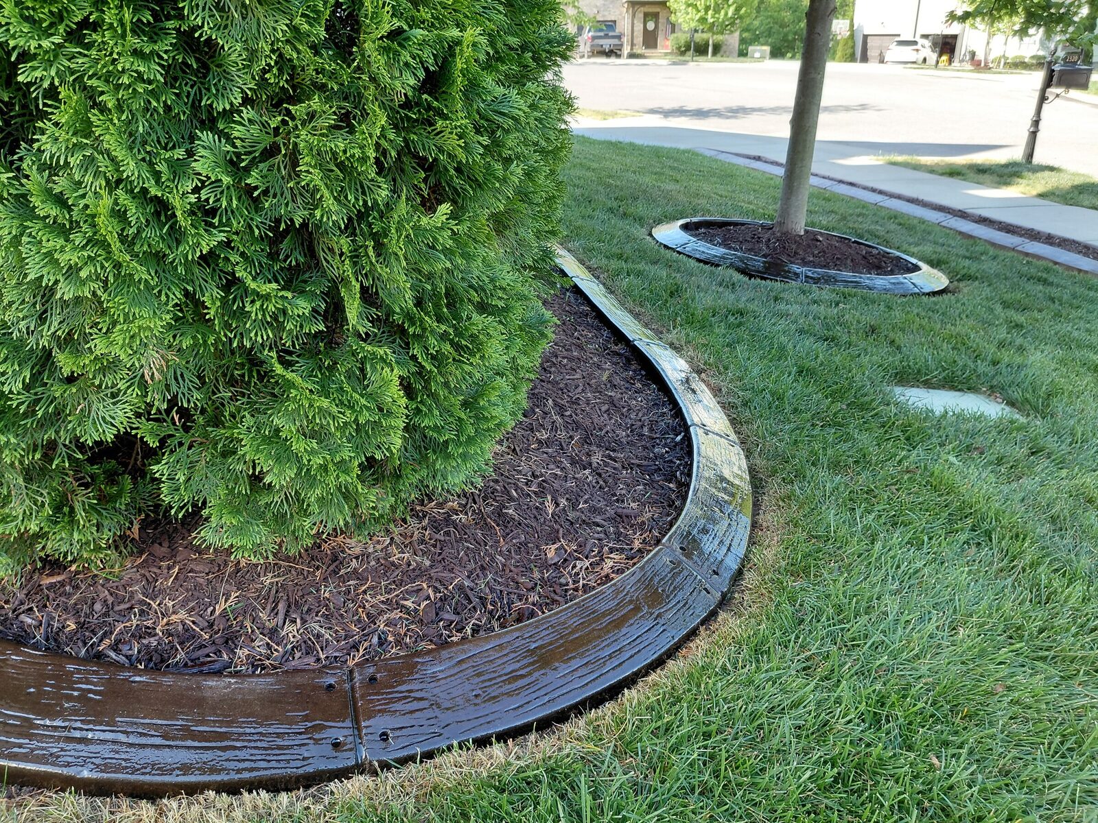 Ring around an arborvitae, Woodgrain pattern
