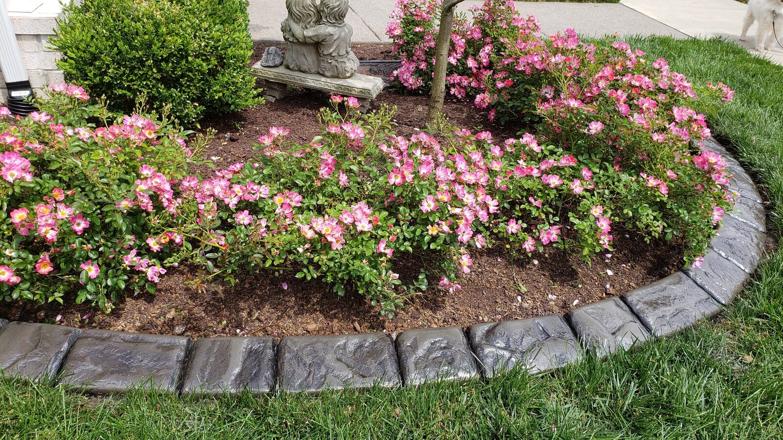 Pink rose bed bordered in grey stamped curbing