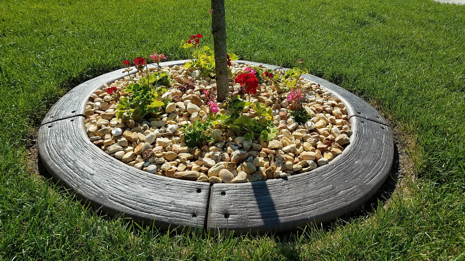 Tree ring with river rock