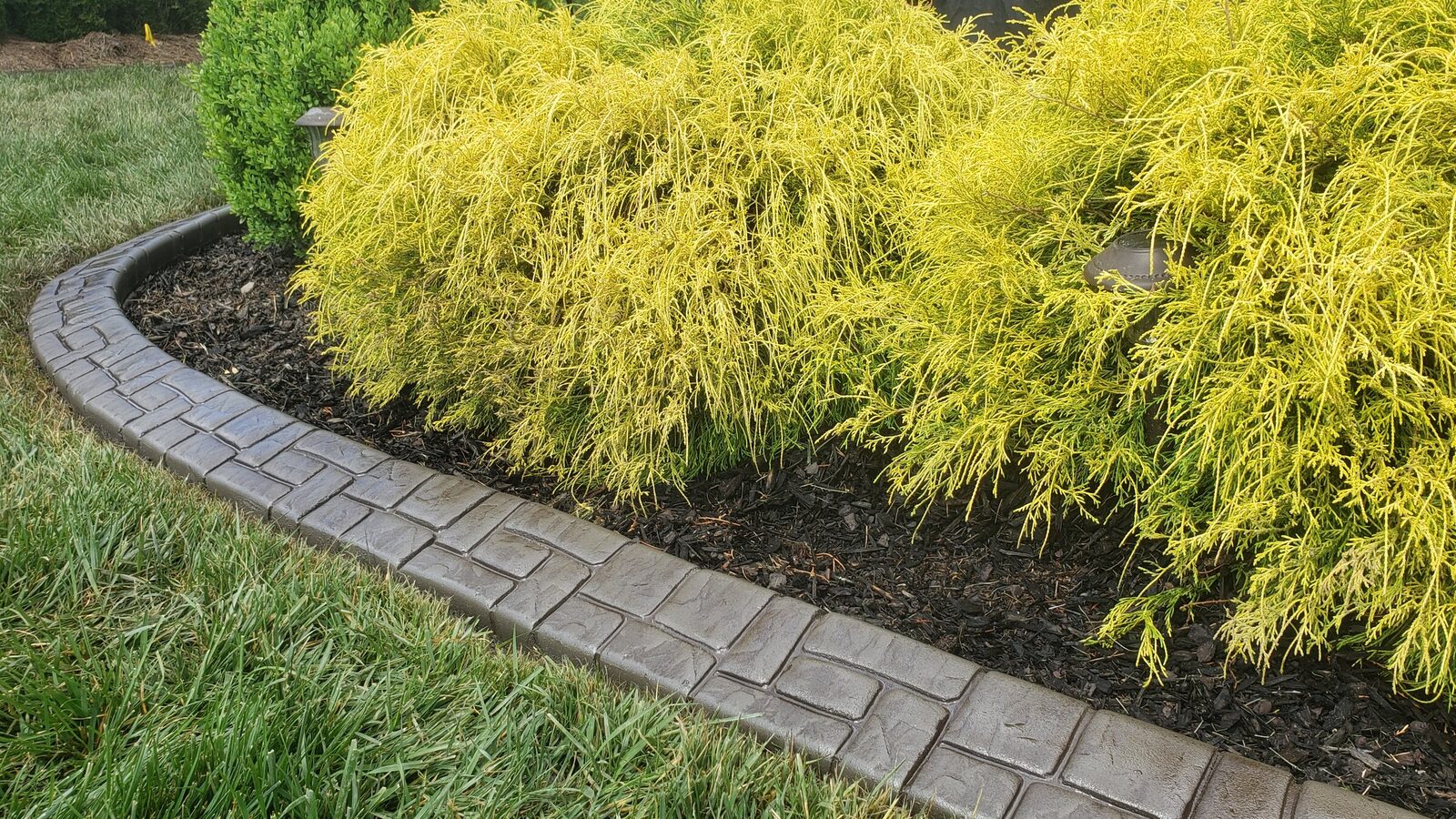 Tan brick-stamped curbing along a bed of golden cypress
