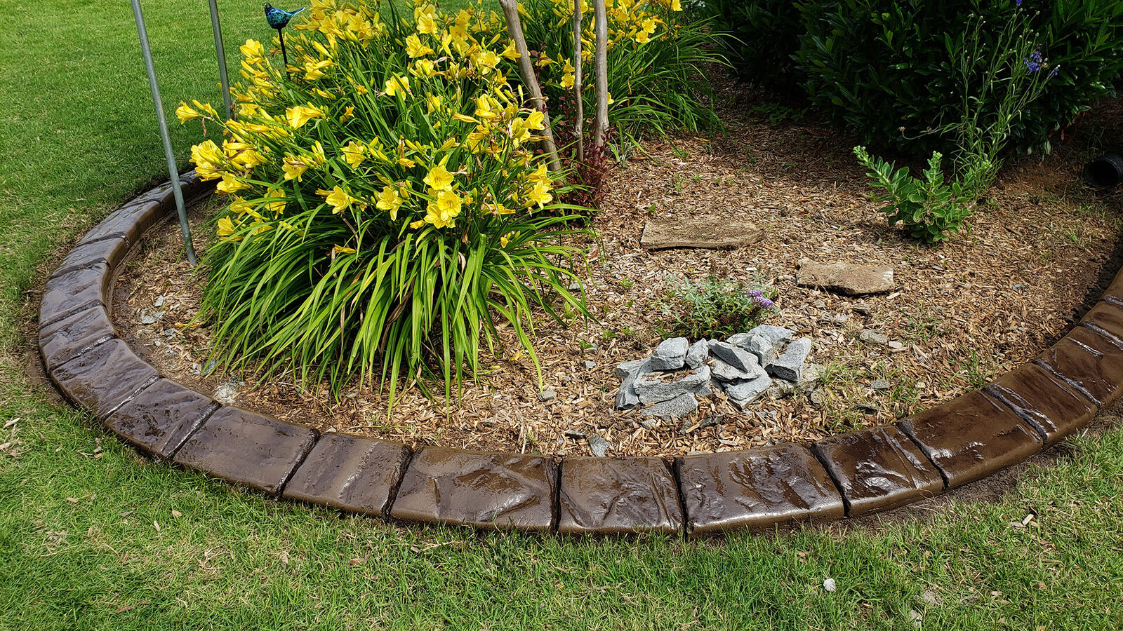 Daylily garden border